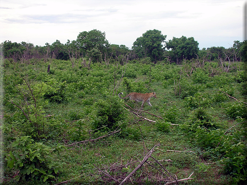 foto Parco nazionale del Chobe